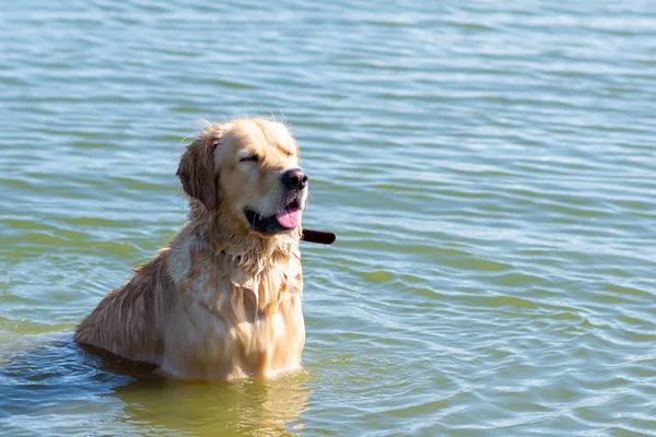 Dog Labrador Retriever standing in the lake in summer day.funny golden labrador retriever playing in the water on a sunny day.Side view,Copy space.