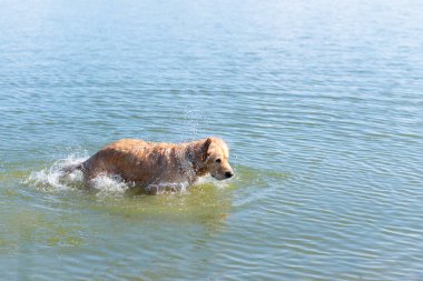 Köpek Labrador Retriever yaz günü gölde duruyor. Güneşli bir günde suda oynayan komik altın labrador Retriever. Yan görünüm, uzay kopyası..