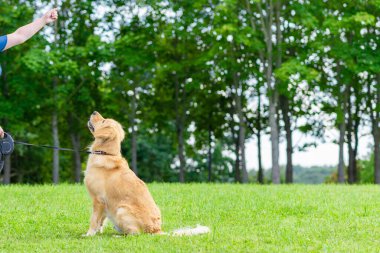 Kadın, köpek labrador 'u yeşil alana oturtmayı öğretiyor. Güneşli bir yaz gününde köpekle oynayan kadın..
