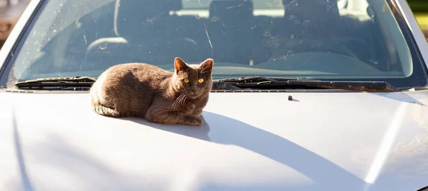 แมวตาส เหล องส เทาย ดบนฝากระโปรงรถส ขาว ดลอกพ มมองแบบพานาโซน — ภาพถ่ายสต็อก