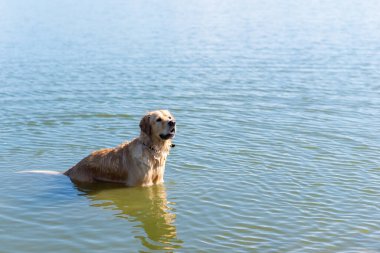 Köpek Labrador Retriever yaz günü gölde duruyor. Güneşli bir günde suda oynayan komik altın labrador Retriever. Yan görünüm, uzay kopyası..