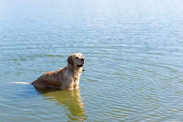 Hund Labrador Retriever Steht See Sommertag Lustiger Goldener Labrador Retriever — Stockfoto