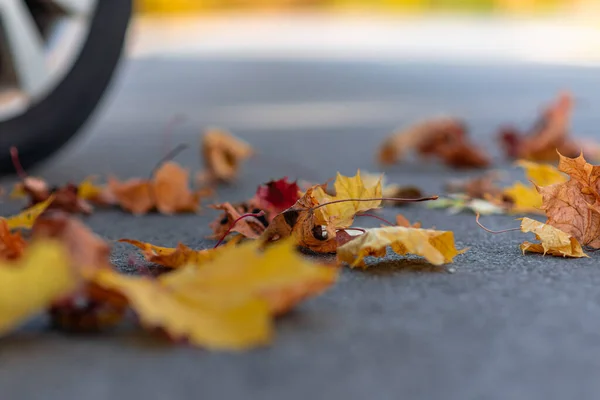 Автомобиль Асфальтированной Дороге Осенний День Лесу Парке — стоковое фото