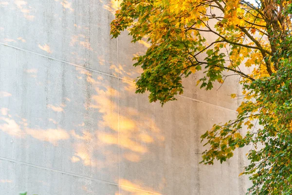 Mattina Autunno Vecchia Parete Dell Edificio Con Sole Giallo Arancio — Foto Stock