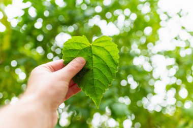 Yeşil yaprak kalp şeklinde, bulanık yeşil arka plan ve güneş ışığı. Dünya Günü kavramını hesaba kat..