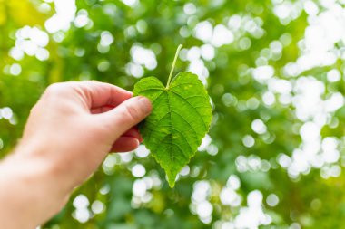 Yeşil yaprak kalp şeklinde, bulanık yeşil arka plan ve güneş ışığı. Dünya Günü kavramını hesaba kat..