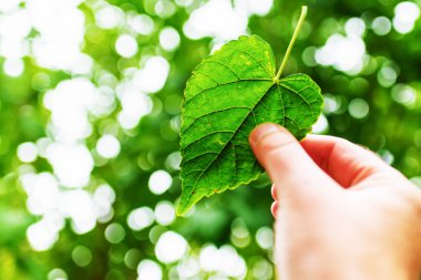 Yeşil yaprak kalp şeklinde, bulanık yeşil arka plan ve güneş ışığı. Dünya Günü kavramını hesaba kat..