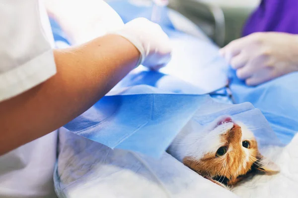 Veterinarian\'s office, surgical operation of cat.Surgical intervention - castration of cat at the veterinary room.Close up. from above image.Soft focus.