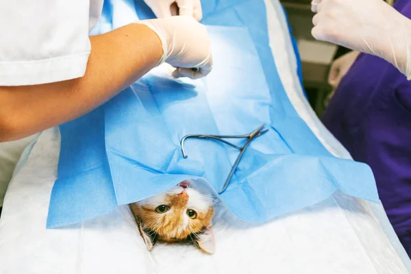 Veterinarian\'s office, surgical operation of cat.Surgical intervention - castration of cat at the veterinary room.Close up. from above image.Soft focus.