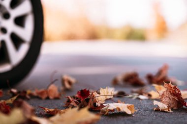 Sonbahar günü ormanda ya da parkta asfalt yoldaki araba. Odaklan, kopyala..