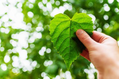 Yeşil yaprak kalp şeklinde, bulanık yeşil arka plan ve güneş ışığı. Dünya Günü kavramını hesaba kat..