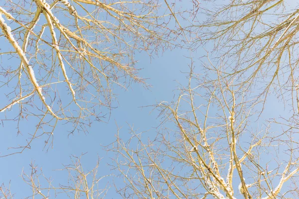 Coronas Árboles Desde Abajo Árboles Invierno Cielo Azul Park Ver —  Fotos de Stock