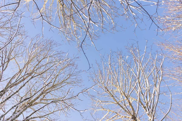 Träd Kronor Underifrån Vinterträd Blå Himmel Parken Nedan Visa — Stockfoto