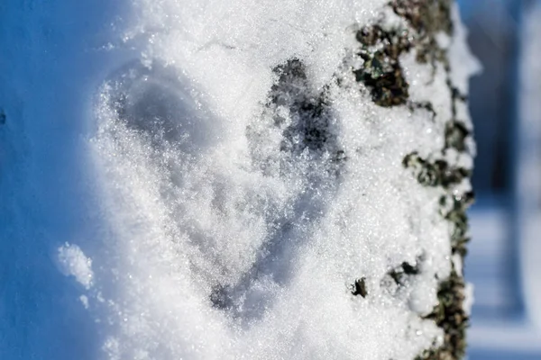 冬日密林中冰冻的雪树上的心形物 — 图库照片