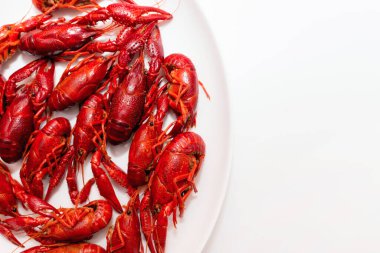 Beyaz arka planda yuvarlak beyaz bir tabakta kaynamış kerevit yığını. Üst görünüm, kapatma, kopyalama alanı.