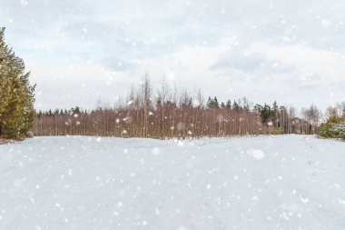 Boş kar kış manzarasında iki yolu kapladı. Kış Bulutlu Günü 'nde orman manzarası boyunca uzanan yol..