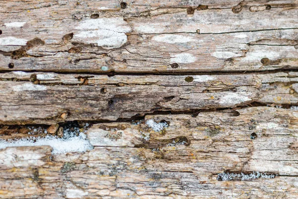 Vieilles Traces Ravageur Sur Écorce Arbre Fond Texture Abstraite Gros — Photo