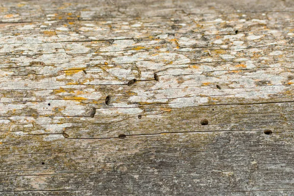 Oude Sporen Van Plaag Schors Van Een Boom Abstracte Textuur — Stockfoto