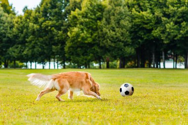 Futbolcu Golden Dog Retriever çimlerin üzerinde bir futbol topu, dışarıdaki yaz parkında çayır oynuyor..