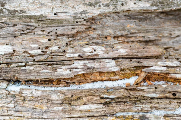 Ağaç Kabuğundaki Haşere Kalıntıları Soyut Doku Arka Planı Yakın Plan — Stok fotoğraf