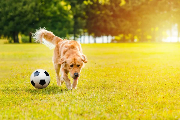 Jogador Futebol Golden Dog Retriever Jogar Uma Bola Futebol Grama — Fotografia de Stock