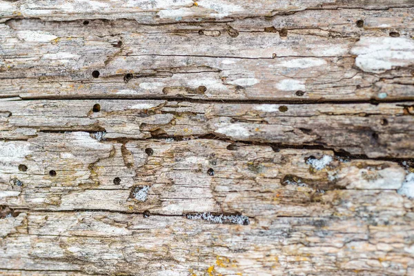 Vieilles Traces Ravageur Sur Écorce Arbre Fond Texture Abstraite Gros — Photo