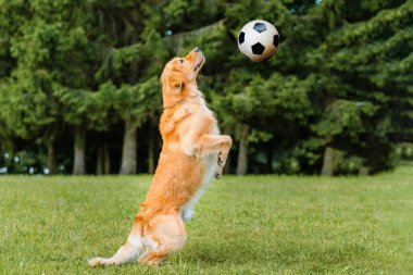 Futbolcu Golden Dog Retriever çimlerin üzerinde bir futbol topu, dışarıdaki yaz parkında çayır oynuyor..