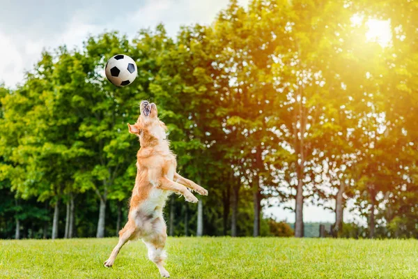 Jogador Futebol Golden Dog Retriever Jogar Uma Bola Futebol Grama — Fotografia de Stock