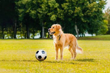 Futbolcu Golden Dog Retriever çimlerin üzerinde bir futbol topu, dışarıdaki yaz parkında çayır oynuyor..