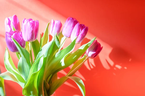Rosa Tulpaner Blommor Röd Bakgrund För Mars Internationella Kvinnodagen Vackra — Stockfoto