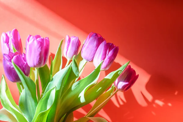 Lila Tulpaner Blommor Röd Bakgrund För Mars Internationella Kvinnodagen Vackra — Stockfoto