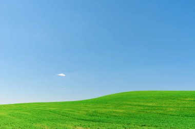 Mavi gökyüzü ile yeşil buğday tarlası manzarası. Yeşil tarım alanı ve açık mavi gökyüzü..