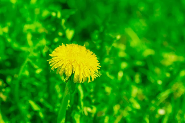 一个蒲公英在草地上 黄色蒲公英花 穿上衣服春绿 选择性聚焦 模糊的背景 — 图库照片