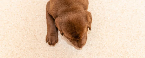 Banner Niedlicher Labrador Welpe Auf Einem Tisch Ansicht Von Oben — Stockfoto