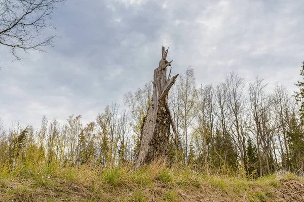 Old Broken tree after storm damage.one tree trunk broken by strong winds in the forest.Spring cloudy day.