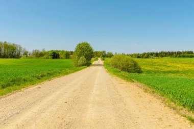 Ormanın yakınındaki boş kumlu kır yolu, yumuşak bulutlar, yaz akşamı günbatımı manzarası..