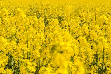 Tarım tarlası ve kolza tohumu bitkileri. Yağ tohumu, kanola, kola. Doğa geçmişi. Bahar günü manzarası. Seçici odaklanma..