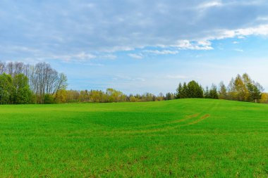Peyzaj çimleri ve yeşil çevre parkı doğal arka plan, yeşil alan ve mavi gökyüzü..