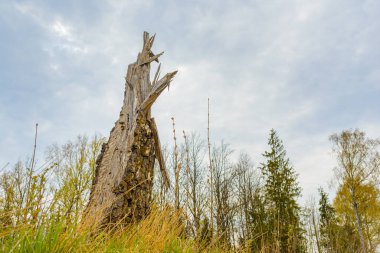 Fırtına üstüne fırtına hasarı. Bir ağaç gövdesi ormandaki güçlü rüzgarlar tarafından kırıldı. Bulutlu bir gün..