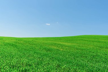 Mavi gökyüzü ile yeşil buğday tarlası manzarası. Yeşil tarım alanı ve açık mavi gökyüzü..