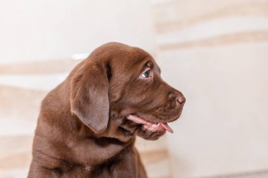 Labrador yavrusu, bulanık arkaplanın önünde. Yaklaş. Uzayı kopyala..