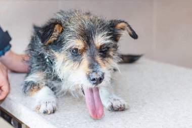 Veteriner kliniğinde hasta köpeğin ateşi var. Köpeğin dili dışarı fırlamış..