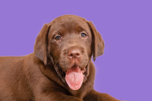 Una Amigable Cabeza Cachorro Laboratorio Marrón Aislado Púrpura Veri Peri —  Fotos de Stock