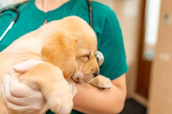 Cute labrador puppy dog sitting confortably in the arms of veterinary healthcare professional female doc.Getting ready for first vaccine.Closeup.