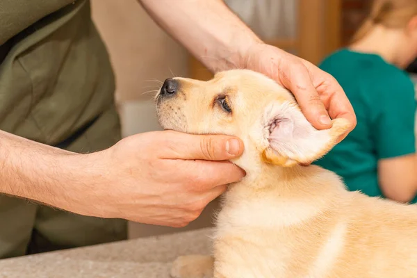 Veterinarian examining ears of cute puppy labrador dog at vet clinic.