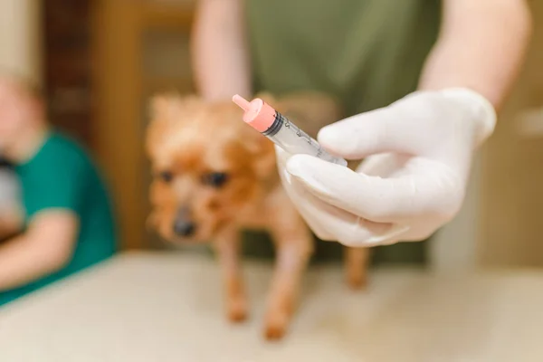 Yorkshire terrier dog at the veterinary doctor to receive anti vermin medication held by healthcare professional hand in a syringe, close up,selective focus.