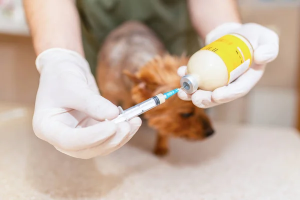 Sick Yorkshire terrier at veterinary, dog ready for vaccination at a clinic. Selective focus on injection.