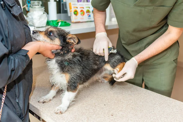 Trimming the nails of a small old dog at the veterinarian clinic.