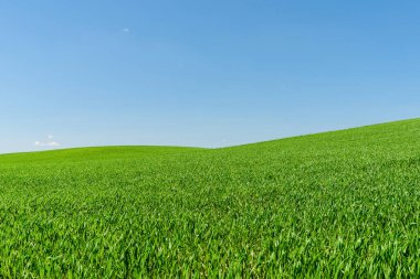 Mavi gökyüzü ile yeşil buğday tarlası manzarası. Yeşil tarım alanı ve açık mavi gökyüzü..