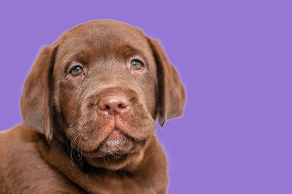 Friendly Brown Lab Puppy Head Isolated Purple Veri Peri Color — Stockfoto